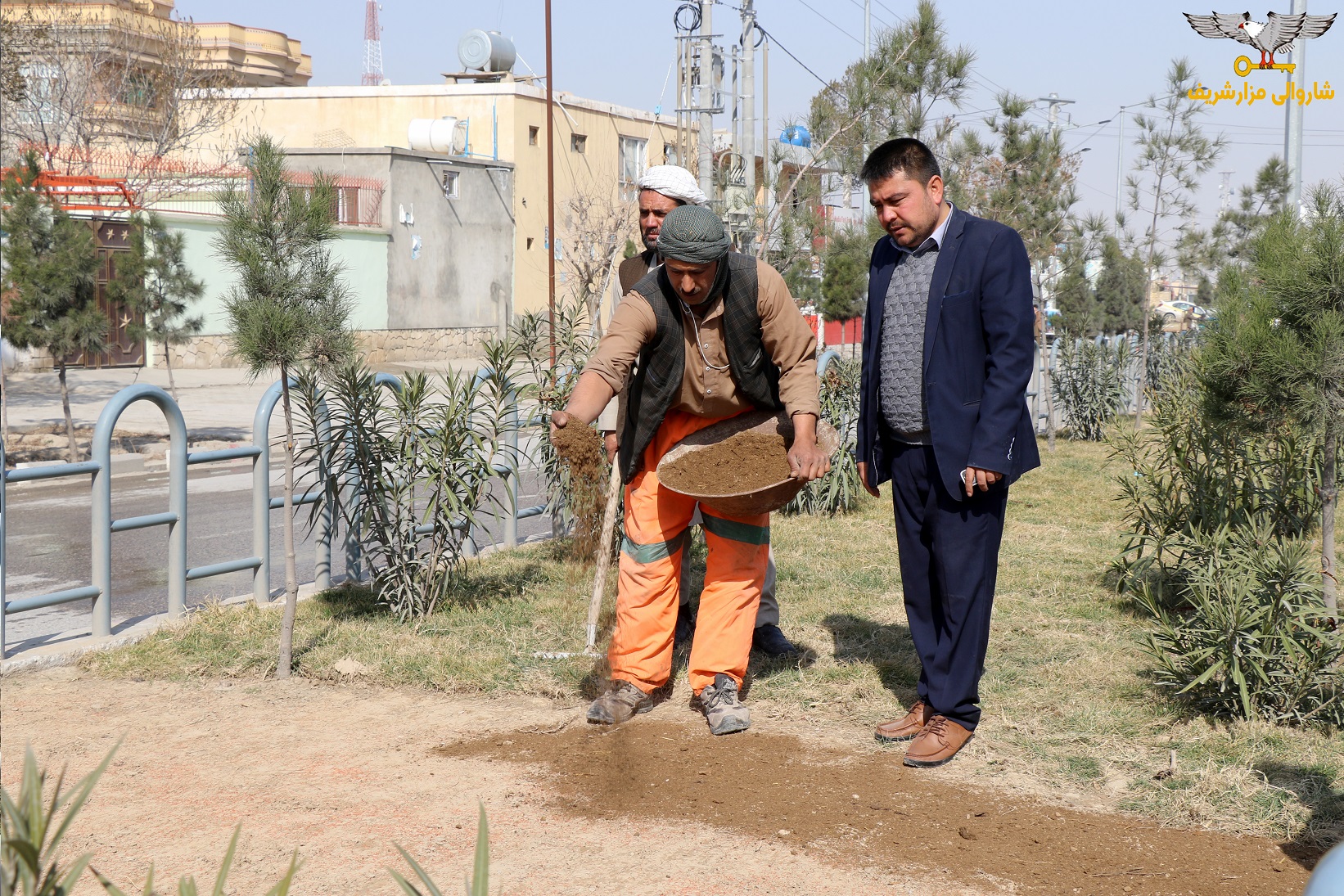 گزارش تصویری از آغاز روند سرسبزی و نهال شانی از سوی شاروالی مزارشریف