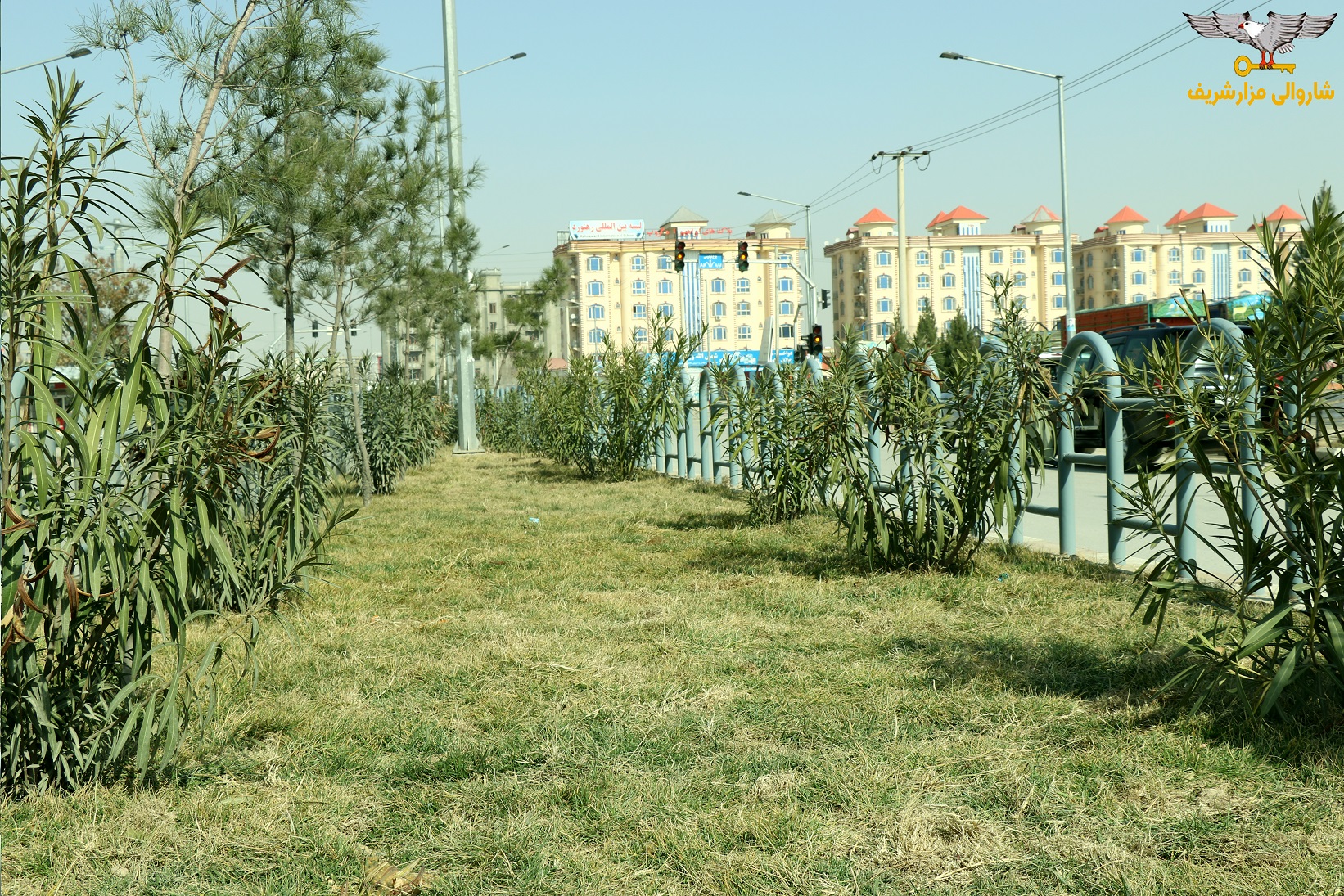 گزارش تصویری از آغاز روند سرسبزی و نهال شانی از سوی شاروالی مزارشریف